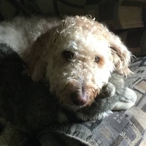 Meet your Posher, Jean