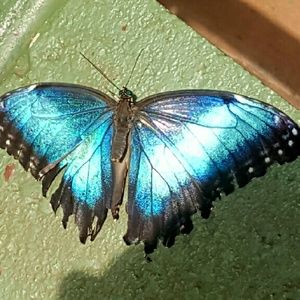 Meet your Posher, Bonnie