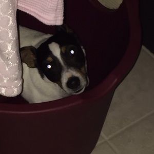 Meet your Posher, Dena