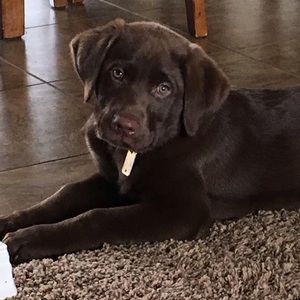 Meet your Posher, Amber