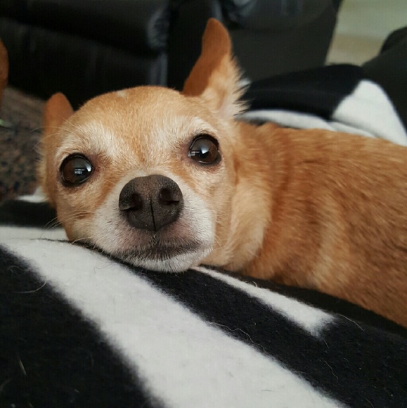 Meet your posher, Rachel - Picture 2 of 2