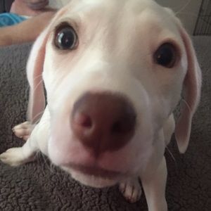 Meet your Posher, Daisy