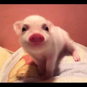 Meet your Posher, Anne