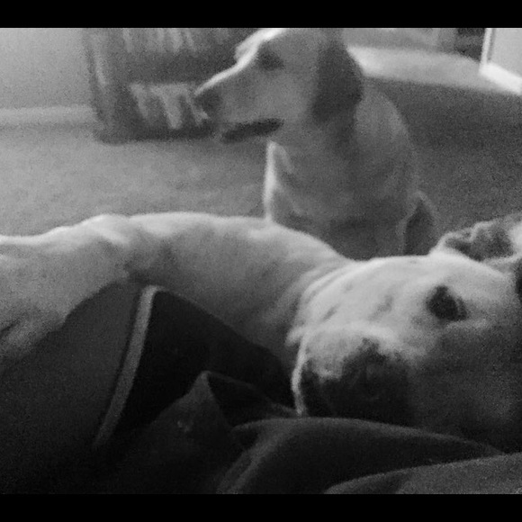 Meet your Poshmarker💕💕 - Picture 6 of 6