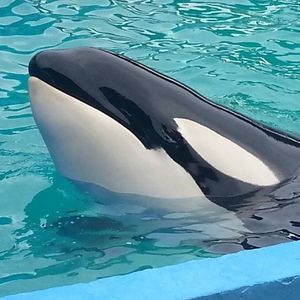 Meet your Posher, Gallega colina