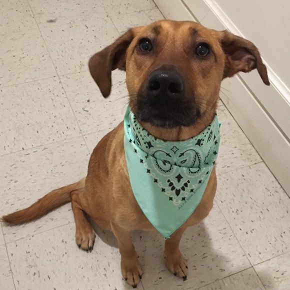 Meet your Posher, Danielle