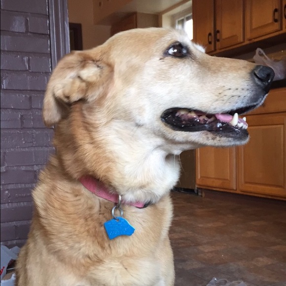 Meet your Posher, Holly