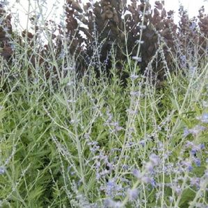 Meet your Posher, Marie