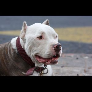 Meet your Posher, Avila