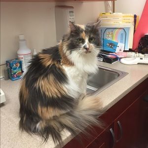 Meet your Posher, Rana