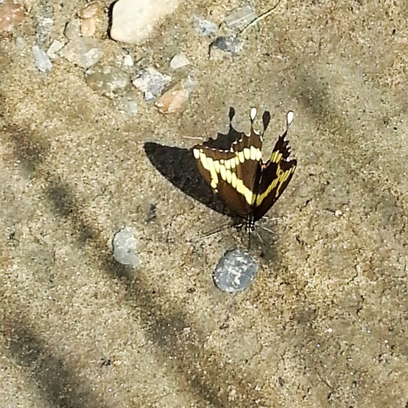 Meet your Posher, Valerie