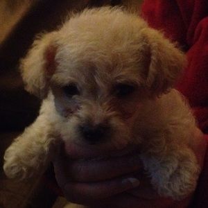 Meet your Posher, Sean