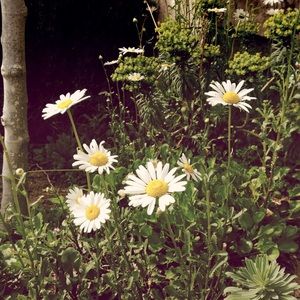 Meet your Posher, Daisy