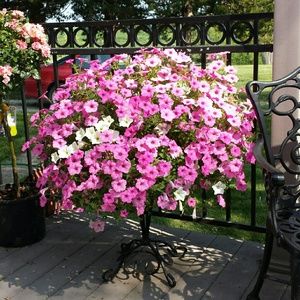 Meet your Posher, Joanie