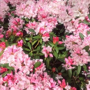 Meet your Posher, Guadalupe