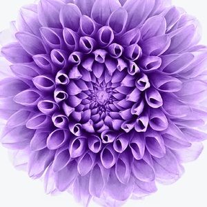 Meet your Posher, Ana