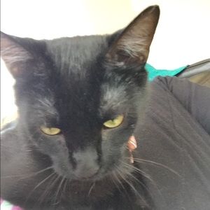 Meet your Posher, Anne