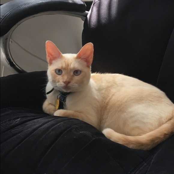 Meet your Posher, Amanda - Picture 1 of 1