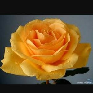 Meet your Posher, Brandi