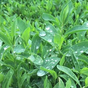 Meet your Posher, Sydney