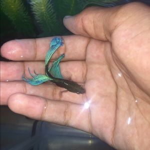 Meet your Posher, Jay