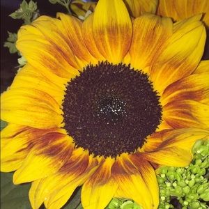 Meet your Posher, Airzee