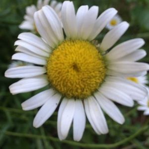 Meet your Posher, Savannah