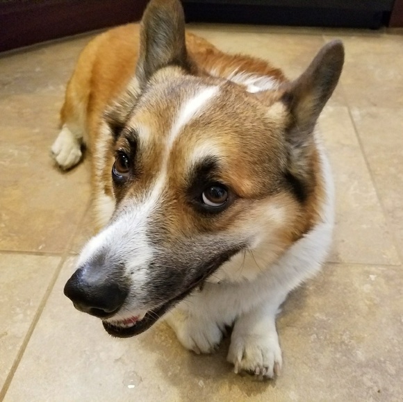 Hello! My name is Angelica! - Picture 5 of 5