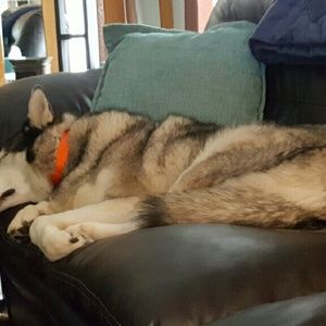 Meet your Posher, Wendy