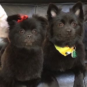 Meet your Posher, Amber