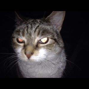 Meet your Posher, Dawn