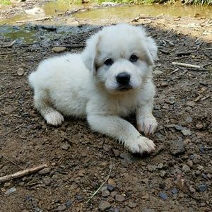 Meet your Posher, Gina