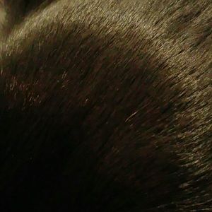 Meet your Posher, Sam