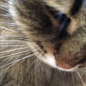 Meet your Posher, Al