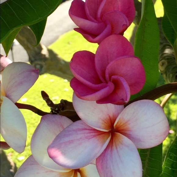 Meet your Posher, Amber - Picture 1 of 1