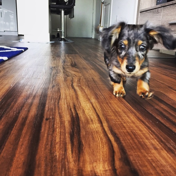 Meet your Posher, Miranda - Picture 3 of 4