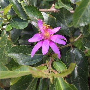 Meet your Posher, Heidi