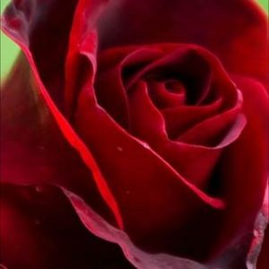 Meet your Posher, Jackie