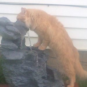 Meet your Posher, Diana