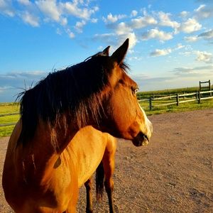 Meet your Posher, Morgan