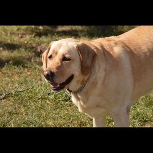 Meet your Posher, Laura