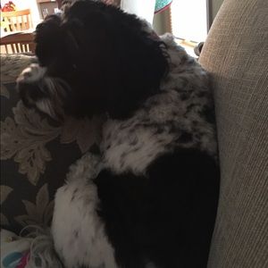 Meet your Posher, Poppy