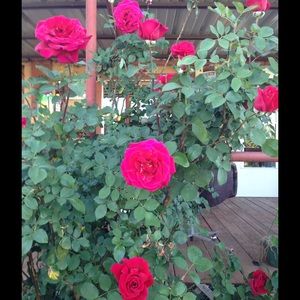 Meet your Posher, Regina