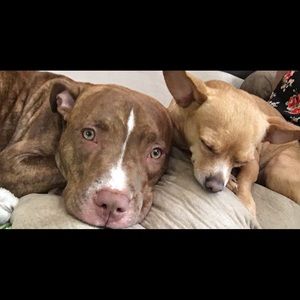 Meet your Posher, Shannon