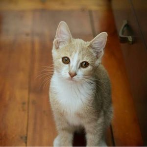 SALE! CAT MYSTERY BOX!