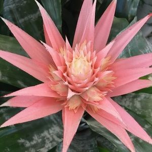 Meet your Posher, Savannah