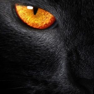 Meet your Posher, Saul