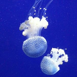 Meet your Posher, Young