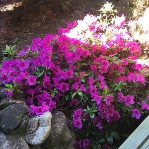 Meet your Posher, Wanda