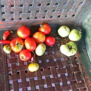 Meet your Posher, Shekena